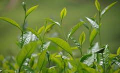 如何檢測茶葉中的農(nóng)藥殘留？