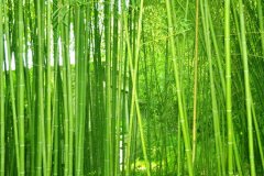 植物株高要如何測量？